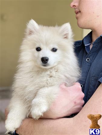 Pomeranian dog